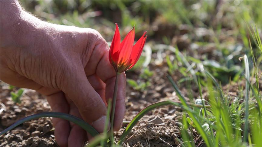 "توليب مانيسا".. نبتة تركية مُستوطِنة تُغرم قاطفها 12 ألف دولار