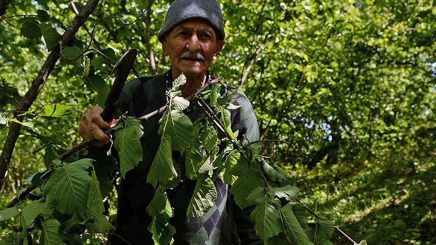 Fırtına fındık ve kivi üreticilerini üzdü