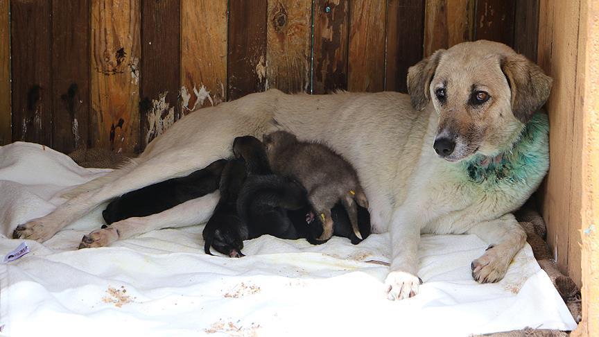 Yavru kurtlar anne köpeğe emanet
