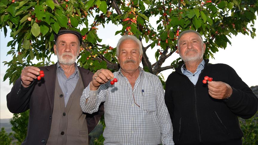 Sakarya Vadisi kirazı üreticisini sevindirdi
