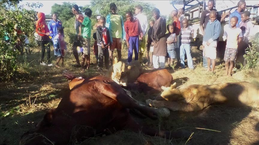 Stray Zimbabwe lions pit villagers vs conservationists