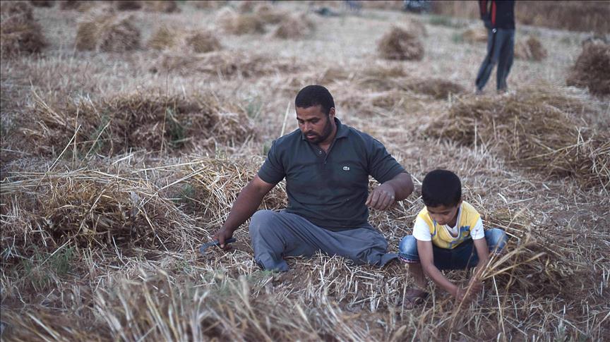 Gazan farmer returns to his fields despite loss of legs