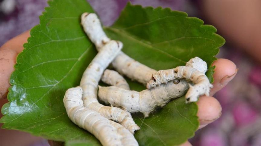 تعاونية تركية.. توزع ديدان القز مجانًا وتشتري حريرها