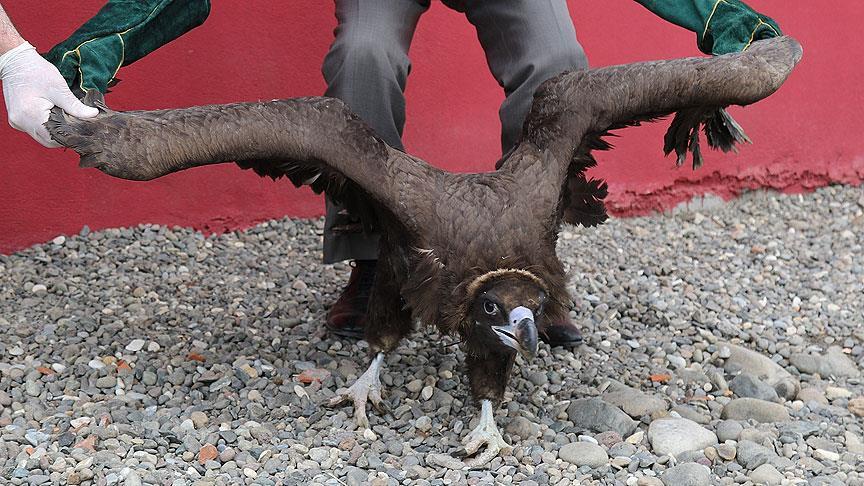 Bingöl'de uçamaz halde bulunan akbaba tedavi altına alındı