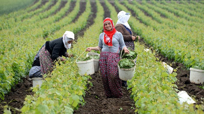 Kadınların gelir kapısı: Asma yaprağı