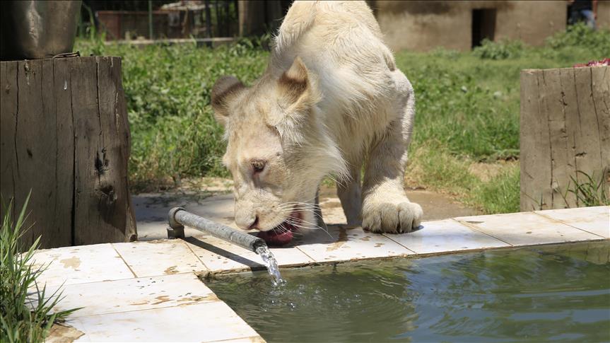 Bagdad: Bijeli lav iziskuje posebnu pažnju i prehranu