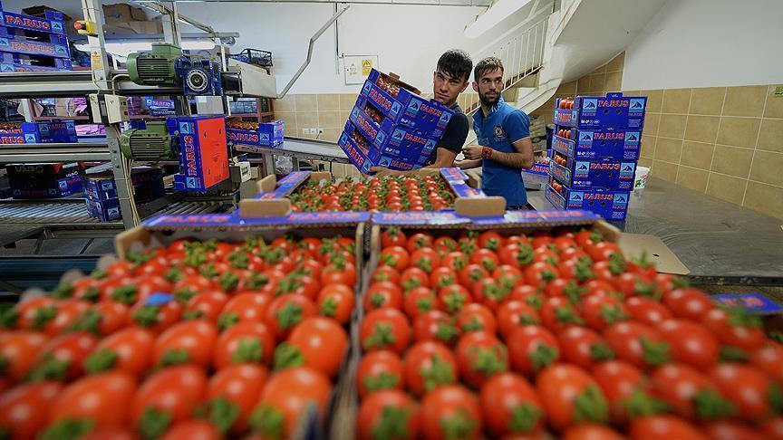 Растет экспорт томатов из Турции