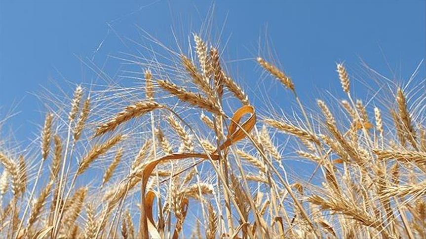 Турция не вводила запрет на импорт пшеницы из РФ 