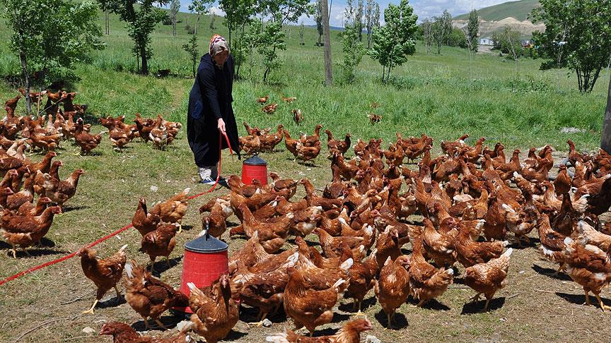 Moldovalı gelin Muş'ta tavuk çiftliği kurdu