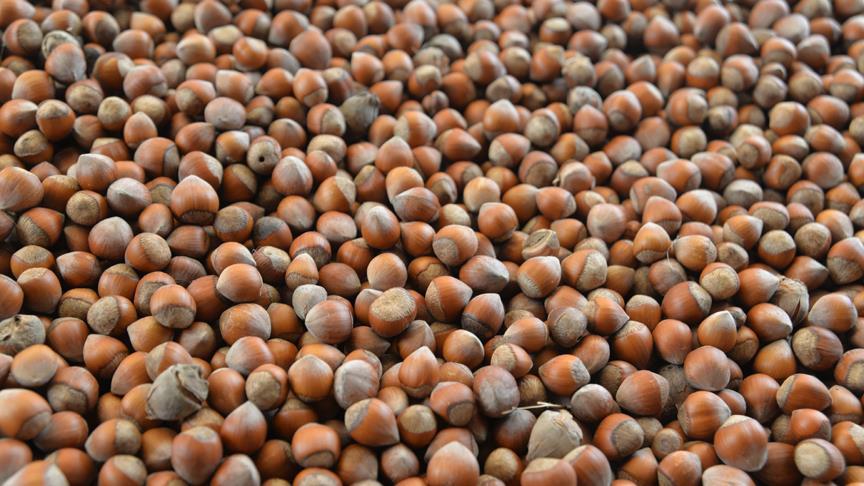 Türkiye 9 ayda 189 bin ton fındık ihraç etti