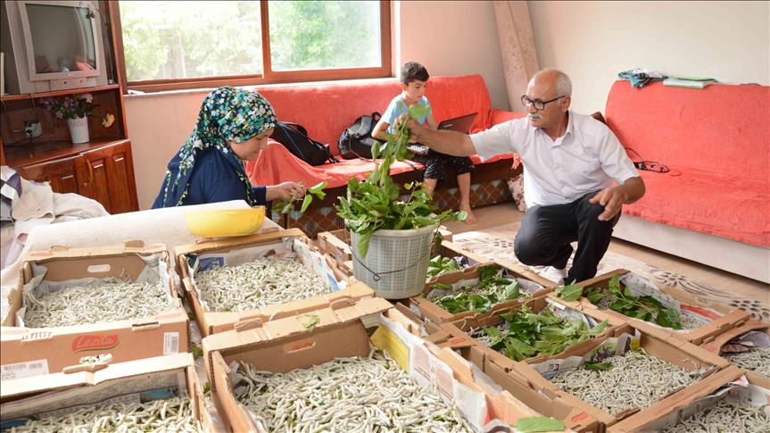 İpek böceği yetiştiricilerini hasat heyecanı sardı
