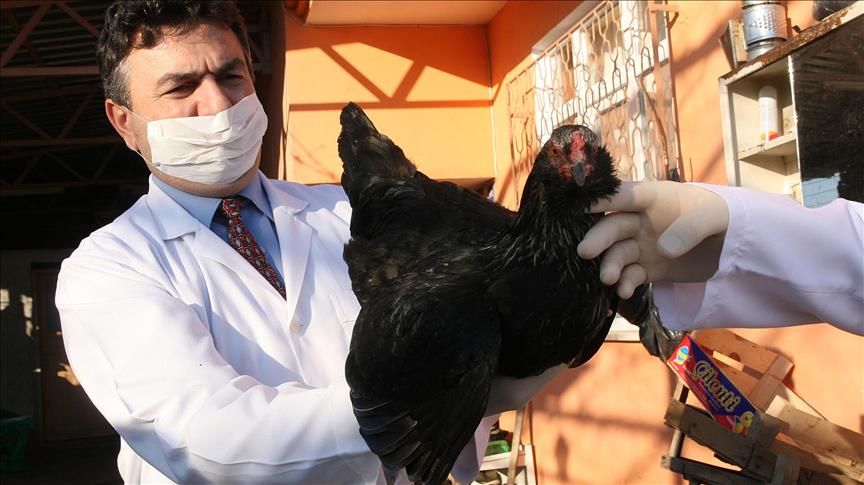 U Nigeriji se pojavila ptičija gripa, prvi put nakon 2008. godine