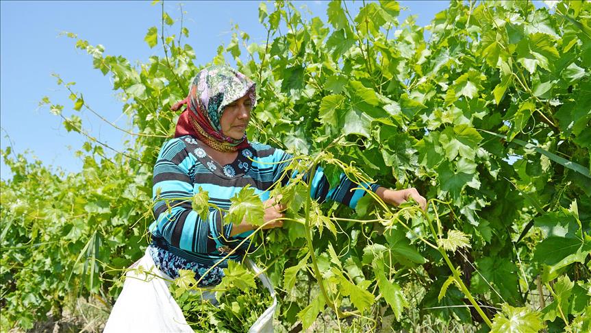 Yaprağı meyvesine rakip oldu