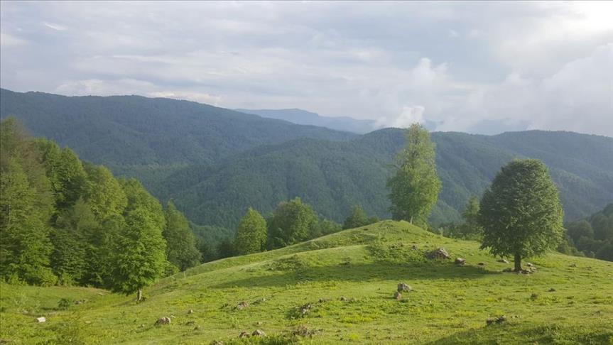 Düzce'ye 'Bal Köyü' kuruluyor 