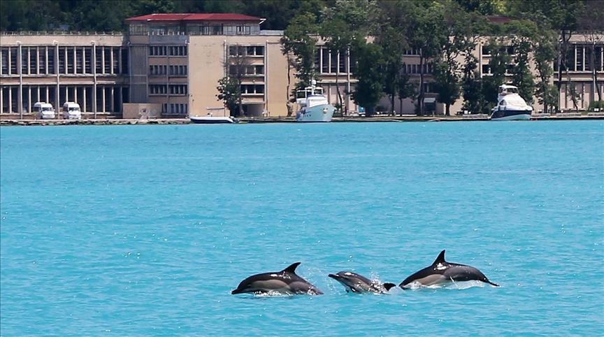 Delfinët e "hareshëm" befasojnë turistët në Bosfor   
