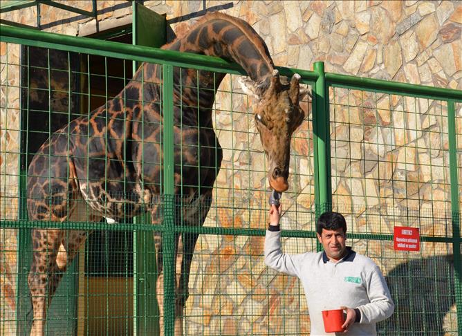 Journée internationale de Girafe : Un symbole du continent africain en danger (UICN)