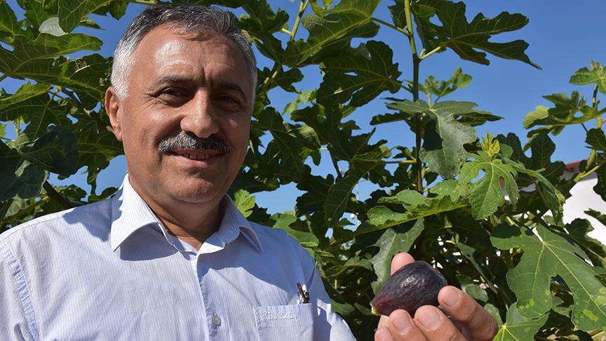 Erkenci incirin satışına başlandı
