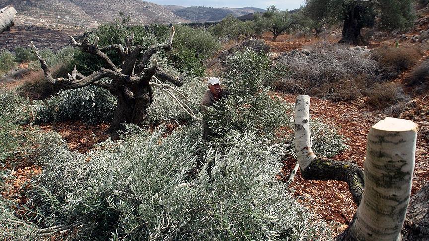 قطع ده ها اصله درخت زیتون فلسطینی‌ها در جنوب نابلس