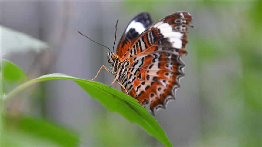 Ljepoti i eleganciji leptira divili su se i Stari Egipćani,Australci ih štite od klimatskih promjena