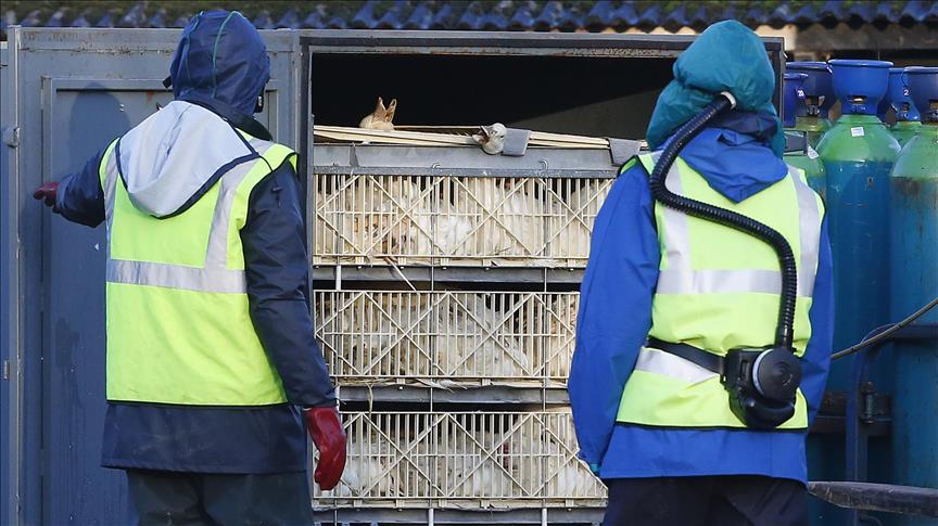 S. Africa to cull 25,000 birds to contain bird flu