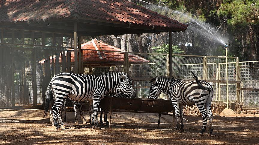 Hayvanlara 'aşırı sıcak' önlemi