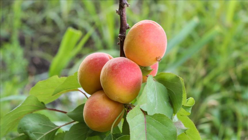 Turkey's Malatya apricots get EU geographical brand