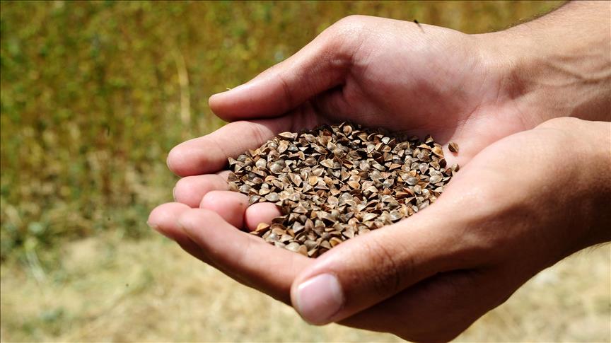 کاشت یک نوع گندم دارویی در استان اوشاک ترکیه