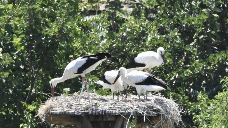 ‘Festival bangau’ Turki berakhir di Bursa