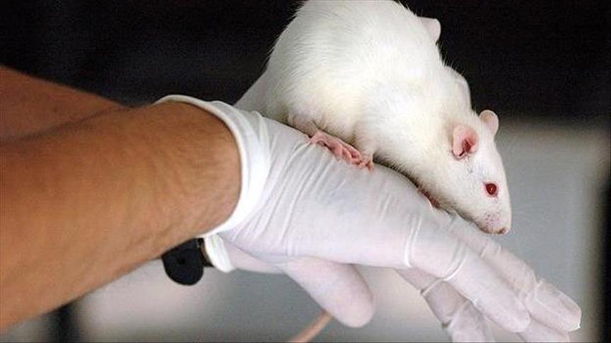 US scientists undo memory loss in brain-damaged mice