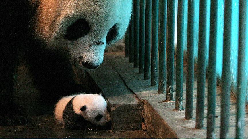 Кина: Прв роденден на пандите близнаци