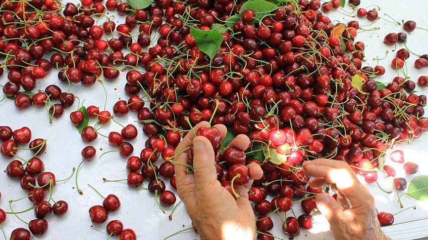 'Türk kirazı'na Avrupa pazarında büyük ilgi