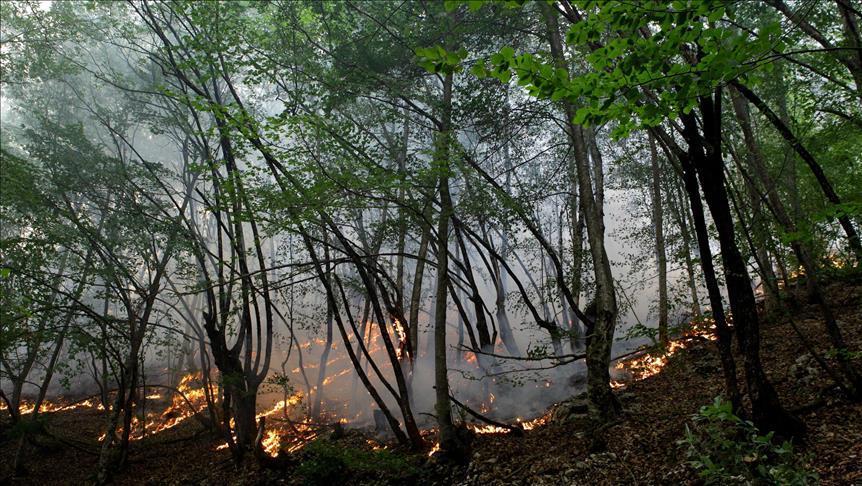 Crna Gora: Zbog požara u Tivtu evakuisano 300 ljudi