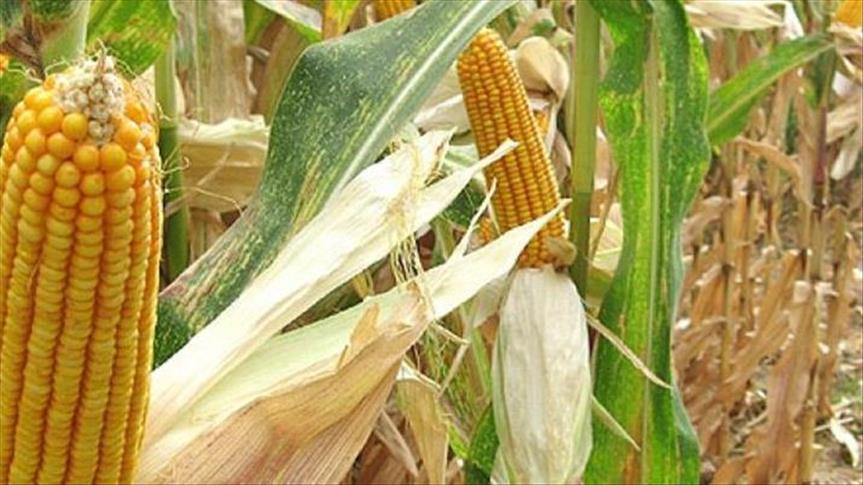 Former Malawian minister arrested over maize deal