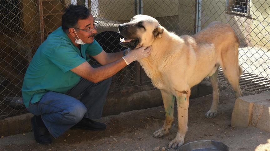Felçli sokak köpeği 'Dost' 4 aylık tedaviyle yürütüldü