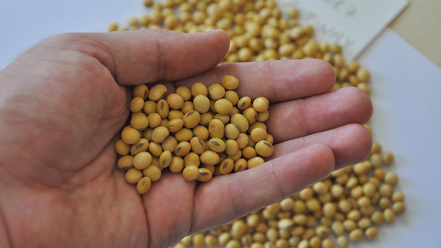 Milli soya 'Altınay' toprakla buluşacak