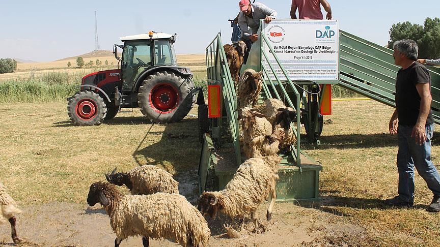 'Mobil koyun banyoluğu' ile binlerce koyun dezenfekte ediliyor