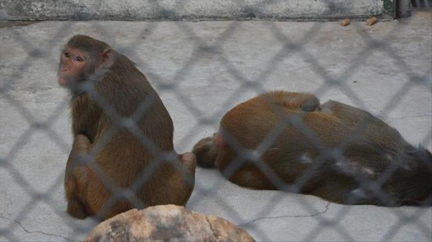 Burundi: les singes, ces autres victimes de la crise