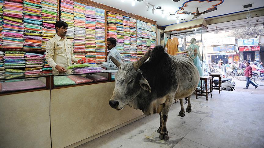 Court asks Indian government to denounce cow vigilantes