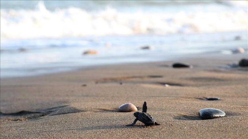 Yavru deniz kaplumbağalarının yaşam mücadelesi başladı