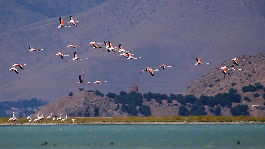 Van Gölü'nde flamingolar görsel şölen sunuyor