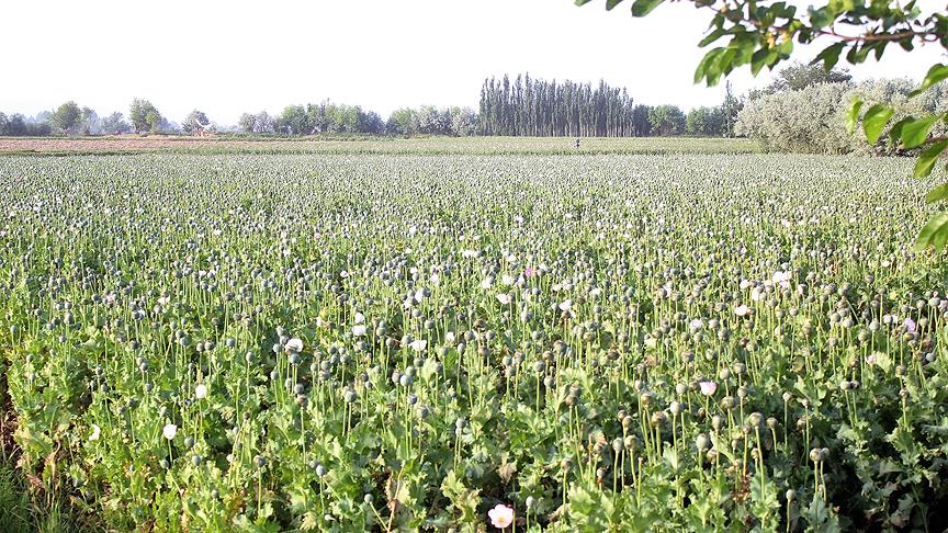 Afganistan'da haşhaş ekimi önlenemiyor 