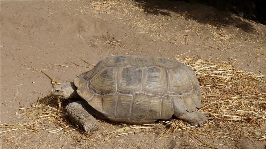 New York: Pronađena stogodišnja kornjača ukradena prošle sedmice 