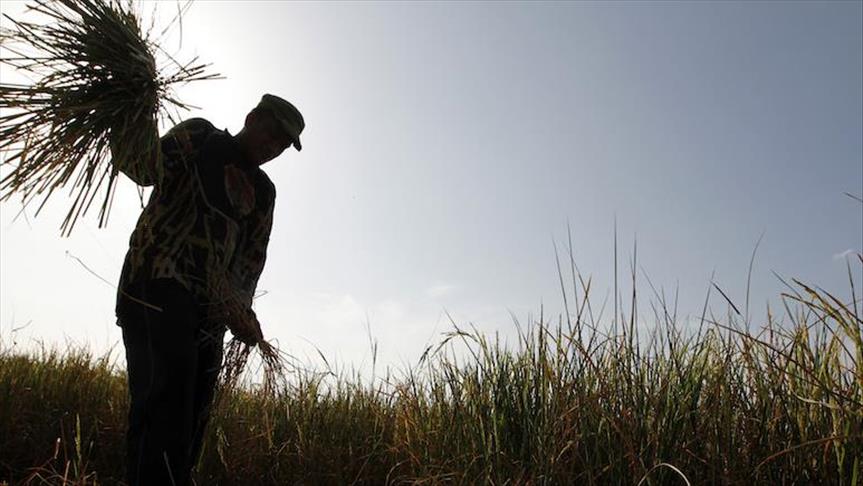 Biaya produksi padi di Indonesia terlalu tinggi  