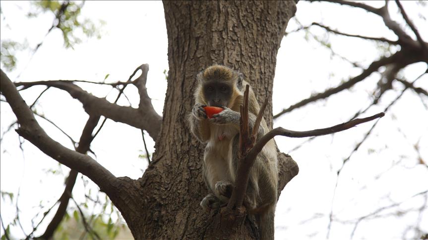Indonezija: Formirali jedinicu za "borbu" protiv majmuna