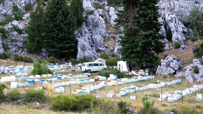 Пчеловоды Турции вынуждены сторожить пасеку от медведей