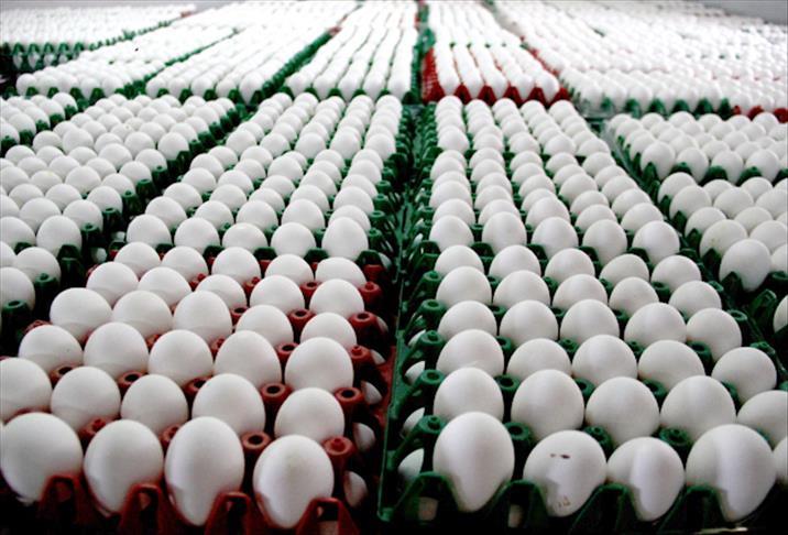 Almanya'da 'böcek ilaçlı yumurta' üreticilerine soruşturma başlatıldı