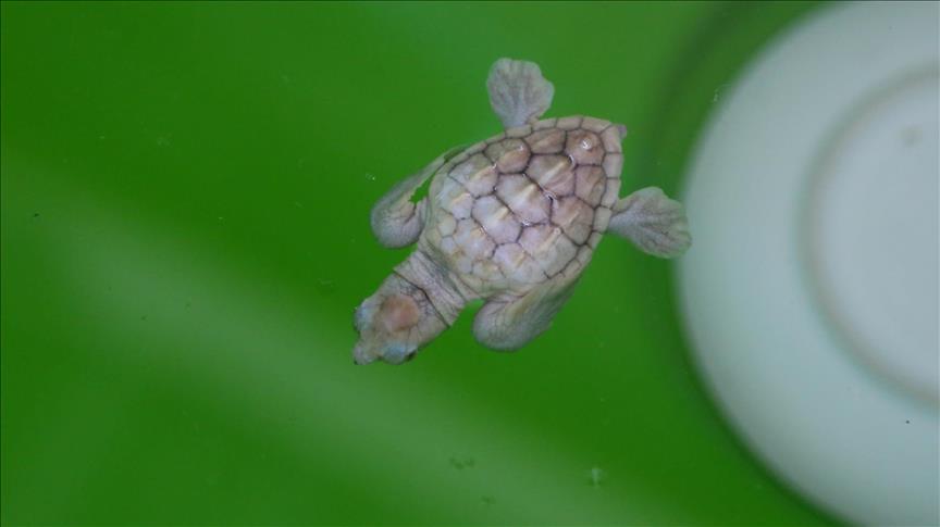 Turquie : Découverte d’une tortue blanche rarissime sur les côtes de Muğla