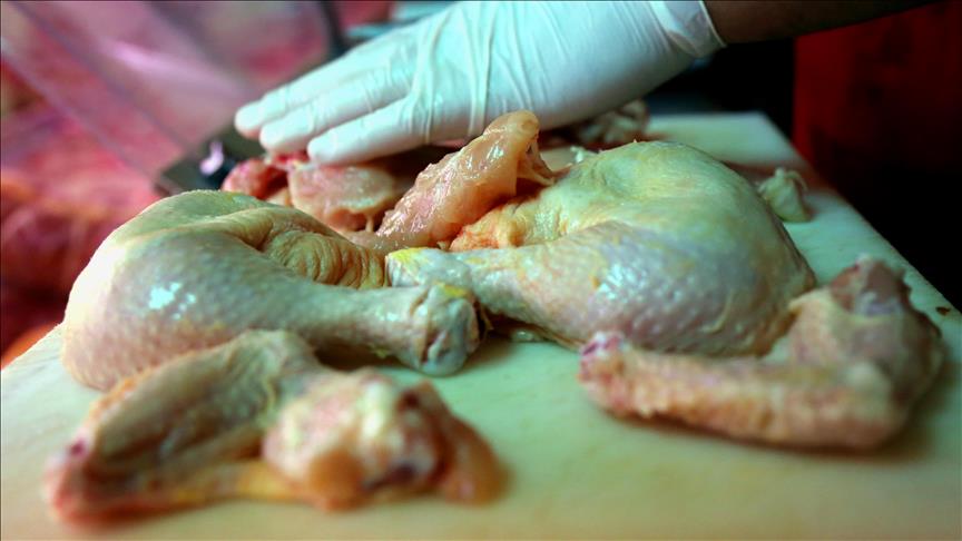 Alarm për "insekticide" edhe në mishin e pulës në Holandë