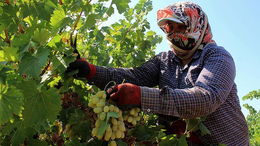 Hatay'ın 'üzüm cenneti'nde hasat heyecanı
