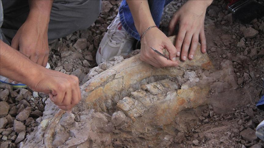Istraživanja: Otkriven fosil najvećeg dinosaura ikad, veličine oko 35 metara